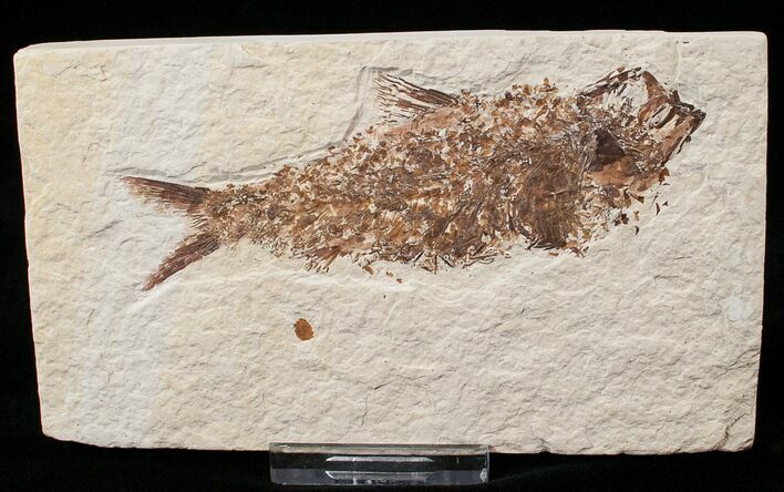 Bargain Knightia Fossil Fish - Wyoming #15635